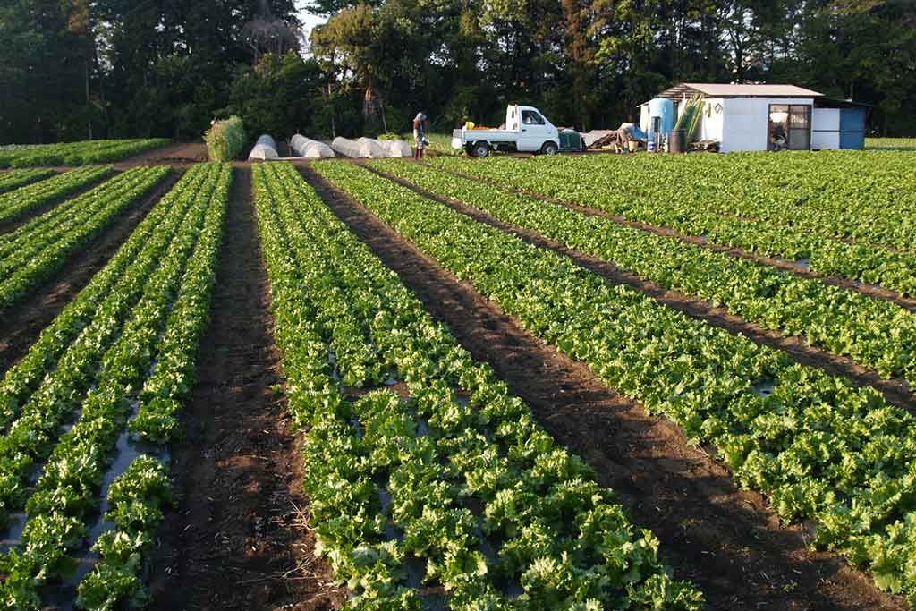 The Negatives of Not Treating Your Farm as a Business: A Wake-up Call for Farmers