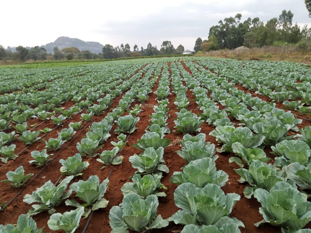 Planting Calendar vs Market Calendar: Which One Should You Use?