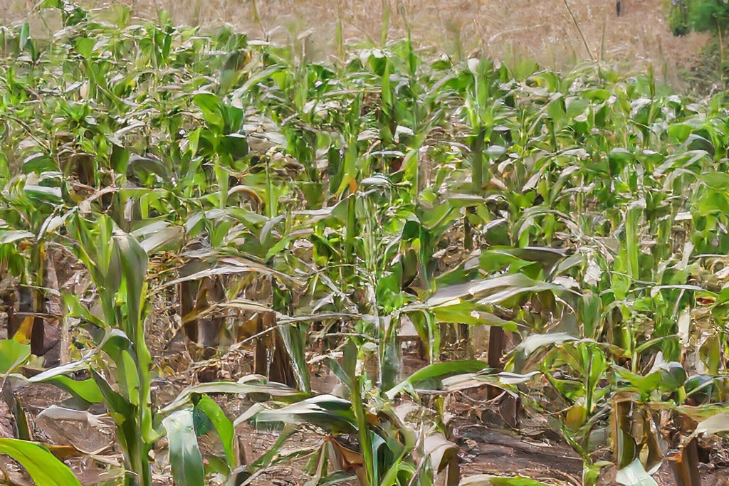 Zimbabwe Farmers Face Tough Times Amid El Niño Event