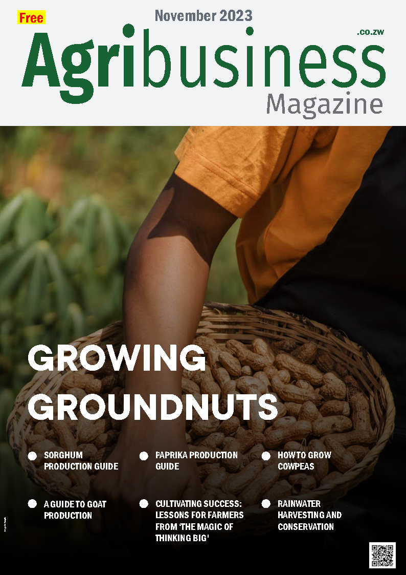 November 2023 Issue