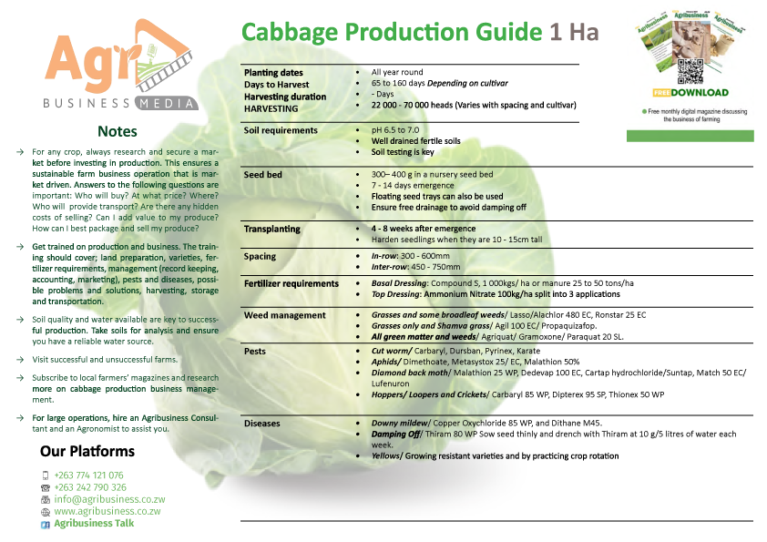Cabbage Production Guide