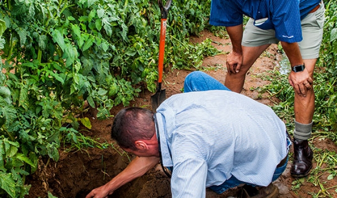 Tomato Production, It's all in the balance