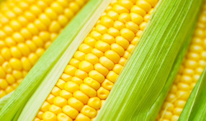 A Guide to Baby Corn Production: An Integrated Crop Solution