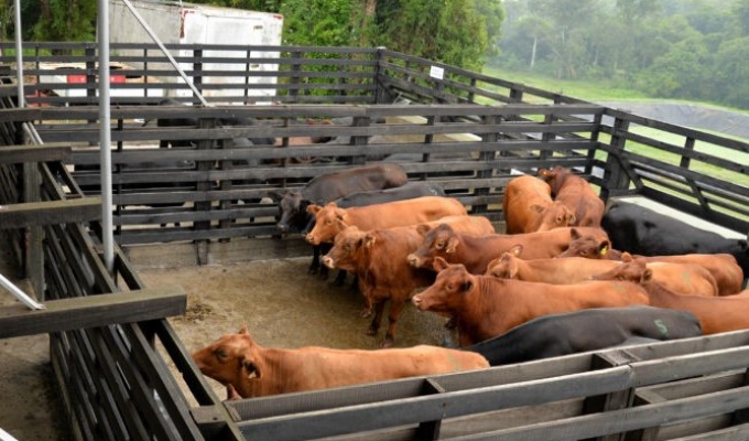 Enhancing Beef Production in Zimbabwe through Calf Fattening Ventures