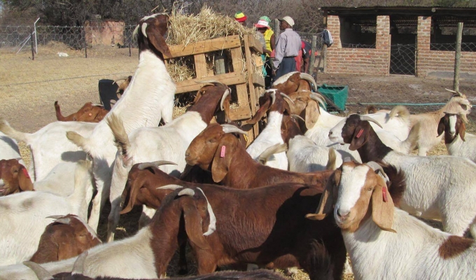 How to Start a Successful Goat Farming Business