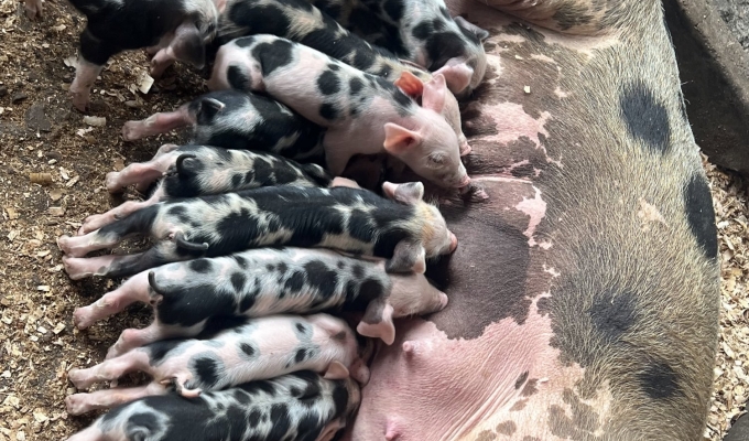 Image credit: Ntarama Pigs Farm