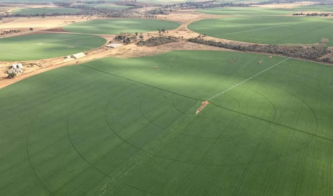 Wheat Production Growth in Zimbabwe: 2024 Winter Wheat Statistics