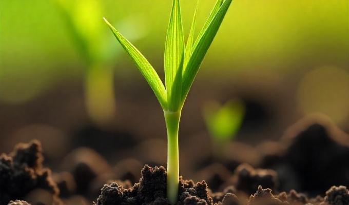 Do You Truly Understand Zero Tillage? 