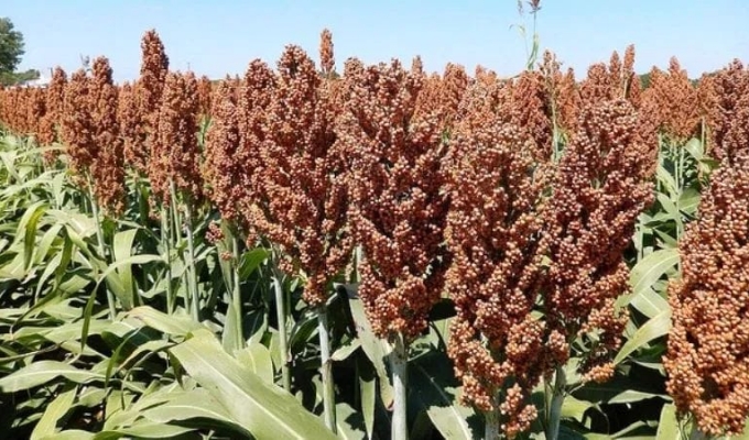 Sorghum Production Guide