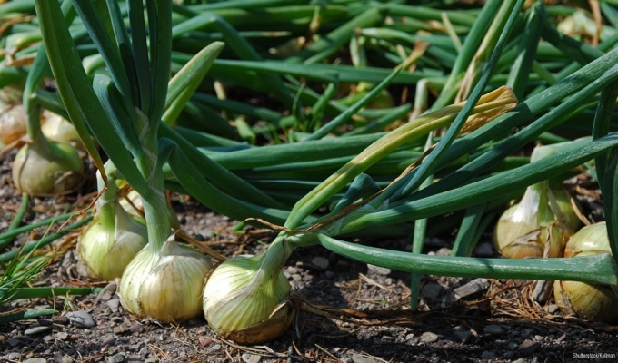 Best Practices in Onion Production for High Yields and Quality - Syngenta