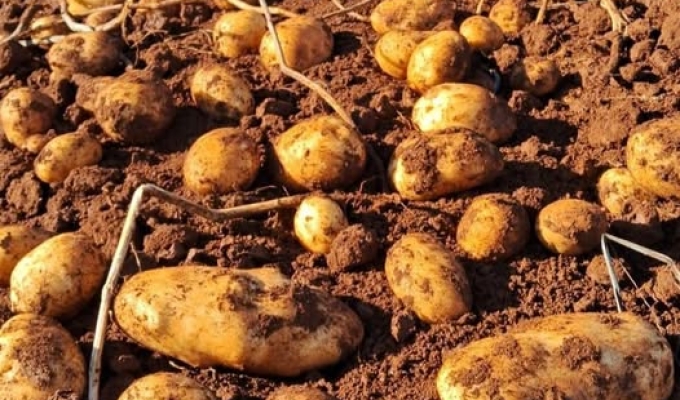 Maximize Your Potato Yield: Essential Guidelines for a Productive Harvest