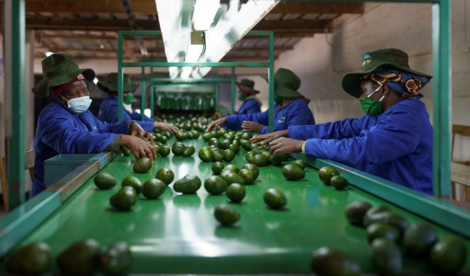 Zimbabwe and China Forge Stronger Trade Ties Through Avocado and Macadamia Buyers’ Engagement in Chipinge